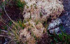 medium/medium-Pirineos-176-e063-i014.png